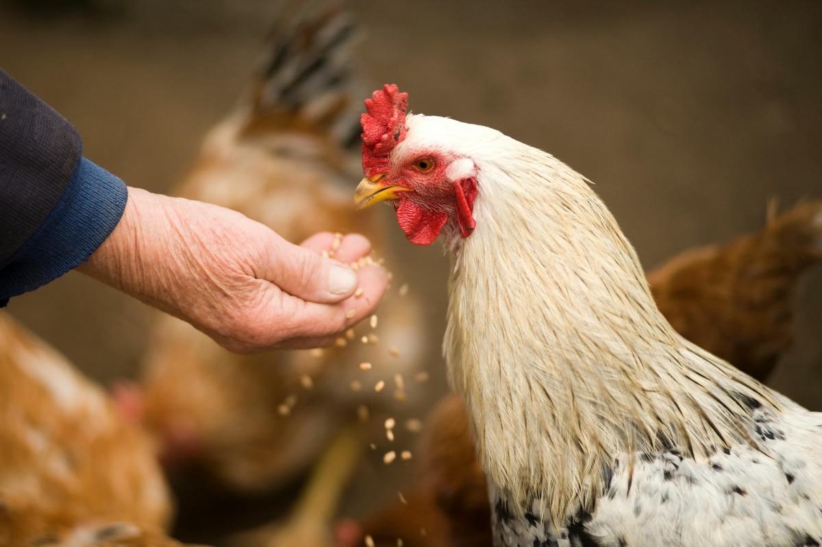 Livestock Disinfectant Market: Insights and Trends from 2023 to 2030