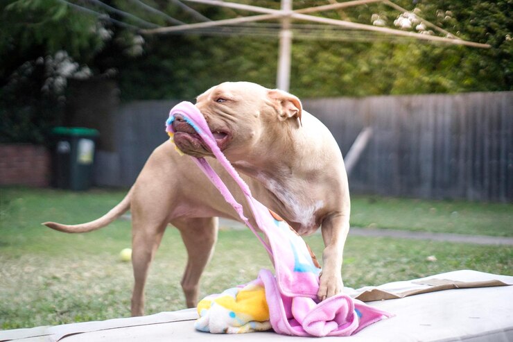 Durable Splash Pads for Dogs – Built for Lasting Fun