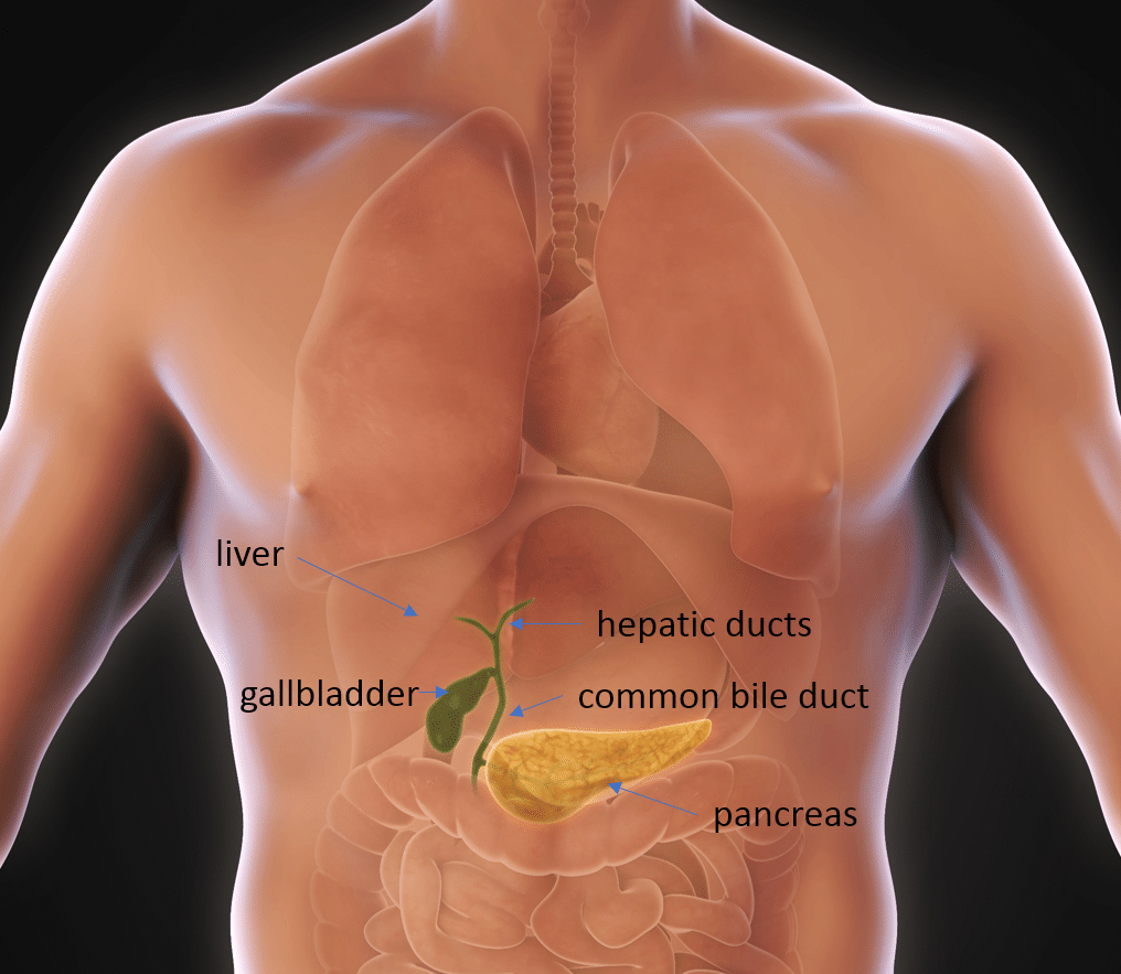 Can Gallstones Clear Up on Their Own?