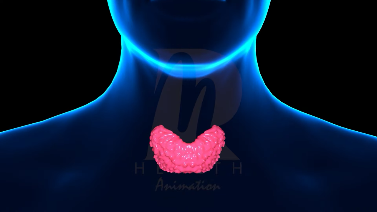 Hypothyroidism vs. Hyperthyroidism: Understanding Your Thyroid