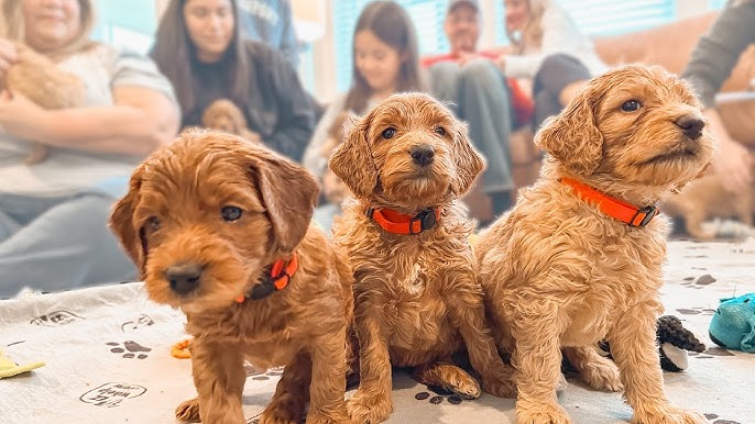 How to Choose the Right Golden Doodle Puppies in MI for Your Family