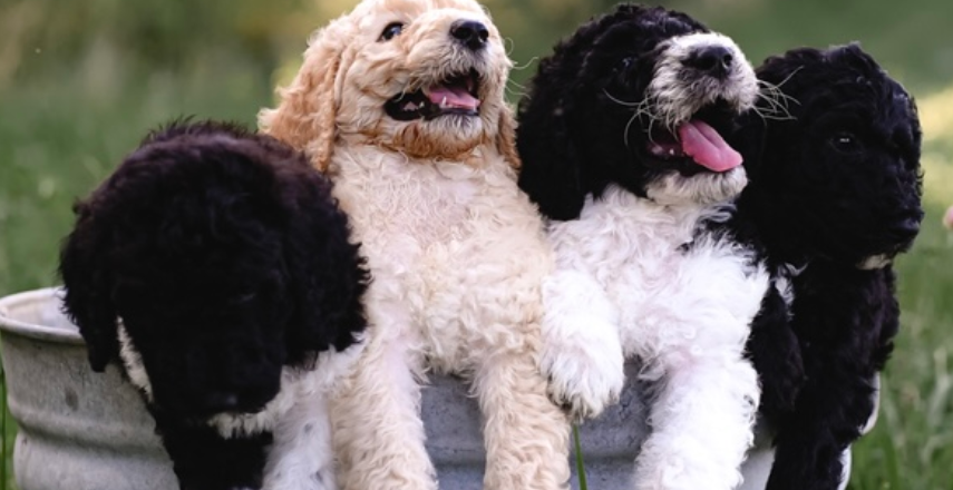 Standard Poodle Puppies IL: Higher Standard Poodles’ Approach to Raising Exceptional Companions