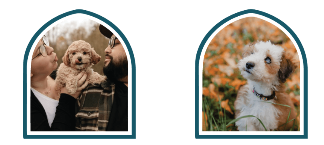 Therapy in Fur: Discover the Transformative Benefits of Habibi Bear Puppies