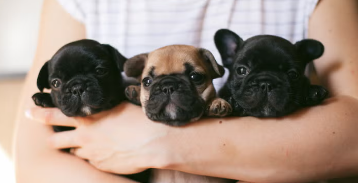 Quality French Bulldogs in Texas – Breeding Happy Puppies for Loving Homes