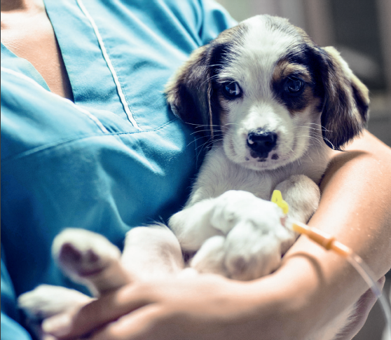 Veterinary Excipients Market: Unveiling Competition, Size, and Robust Growth Prospects Through 2029