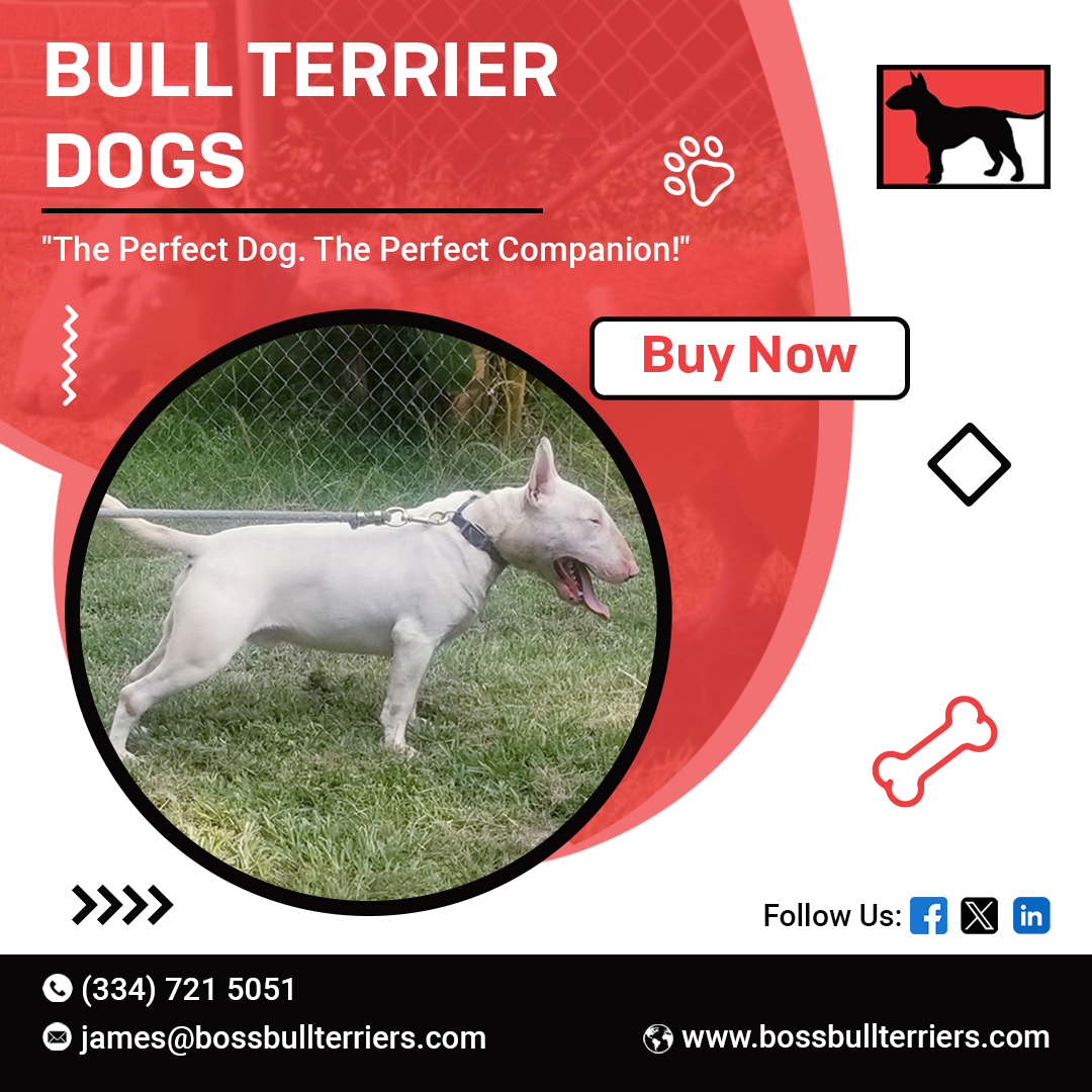 Find Your Perfect Bull Terrier Puppy at Boss Bull Terriers