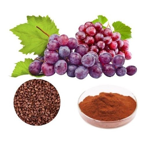 Grape Seed Extract Powder Manufacturing Plant Cost Report 2024 | Machinery Requirements and Setup Layout