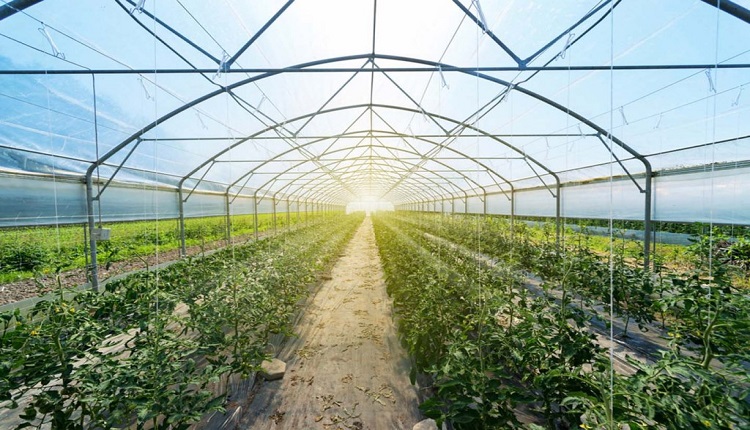 UAE Organic Farming Market 2024-2028: Food Safety and Urban Agriculture Driving