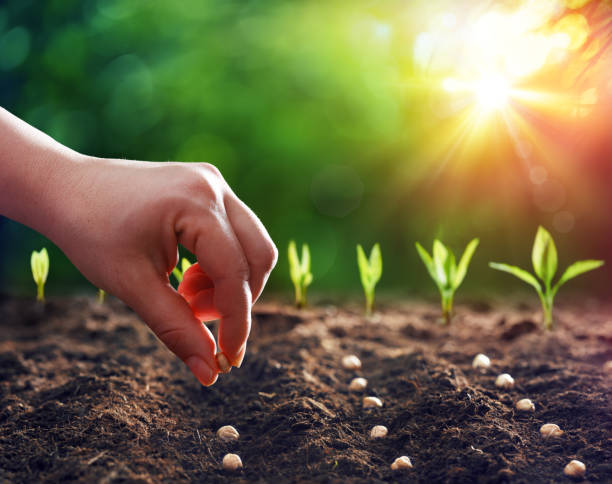 The Resilience Recipe: How Trichoderma harzianum Boosted My Cucumber Growth