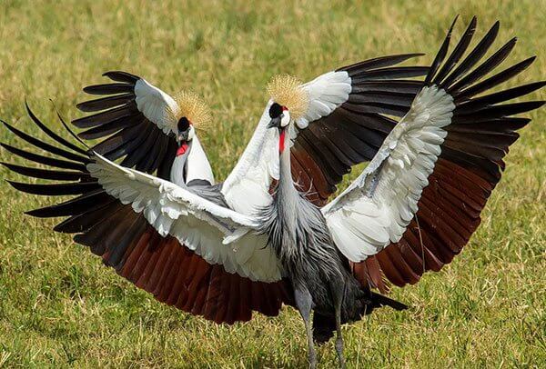Bird Watching Safari Tanzania – Why Tanzania Is A Good Choice