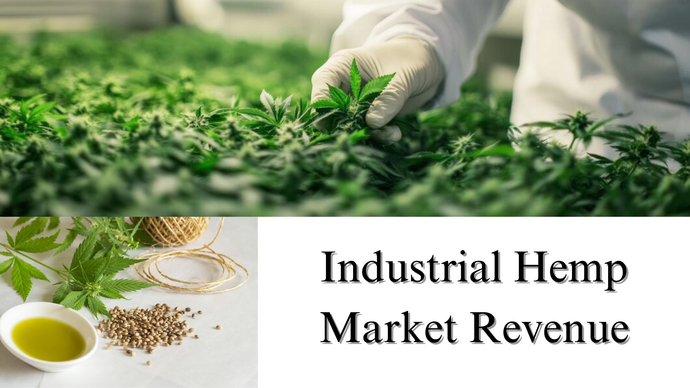 Industrial Hemp Market Revenue, Size, Share, Trends, Growth Analysis to 2032