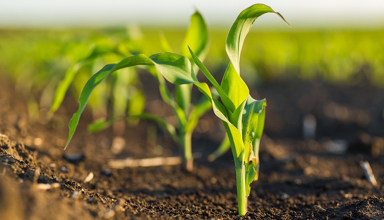 Europe Agricultural Biologicals Market: Organic Farming & Soil Health Propel Expansion