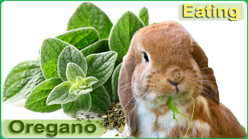 Can Rabbits Safely Eat Oregano? A Guide for Bunny Owners