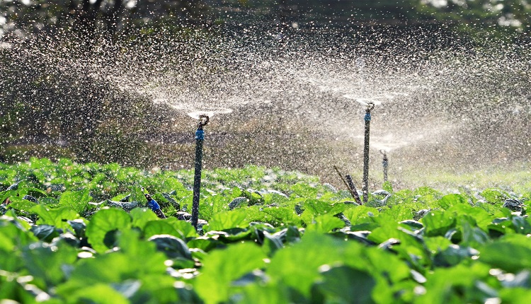 Europe Drip Irrigation Market to Benefit from Agricultural Productivity, 2025-2029