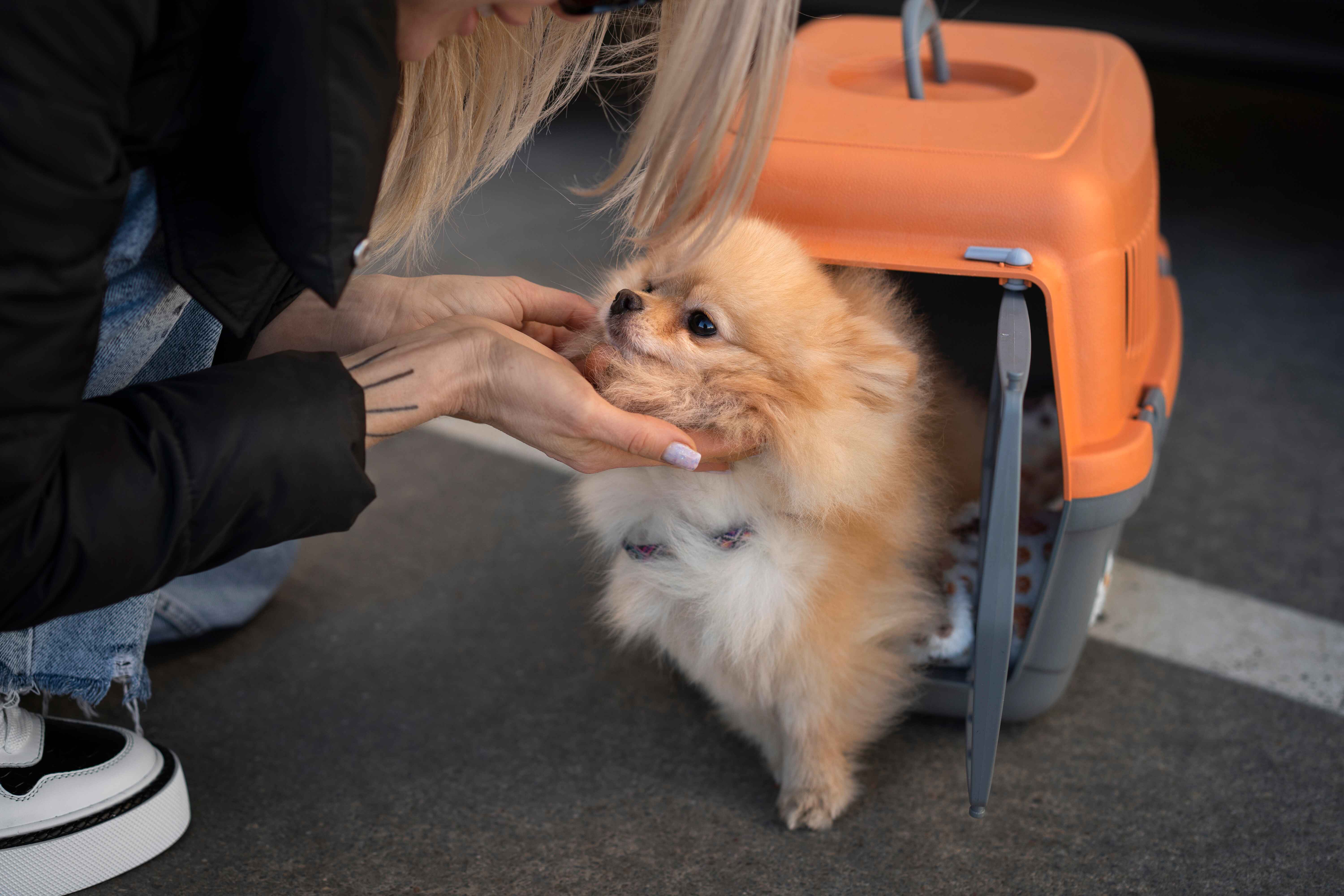 Does Lufthansa Allow Pets in the Cabin | 855-838-5939