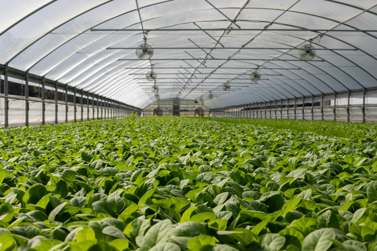 Commercial Greenhouse Market: Growing Demand, Technological Innovations, and Future Growth Prospects