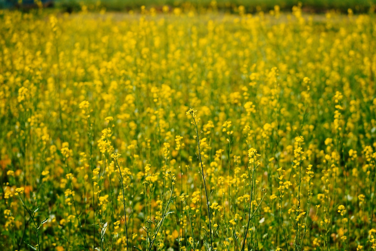 Understanding the Mustard Market: A Comprehensive Analysis