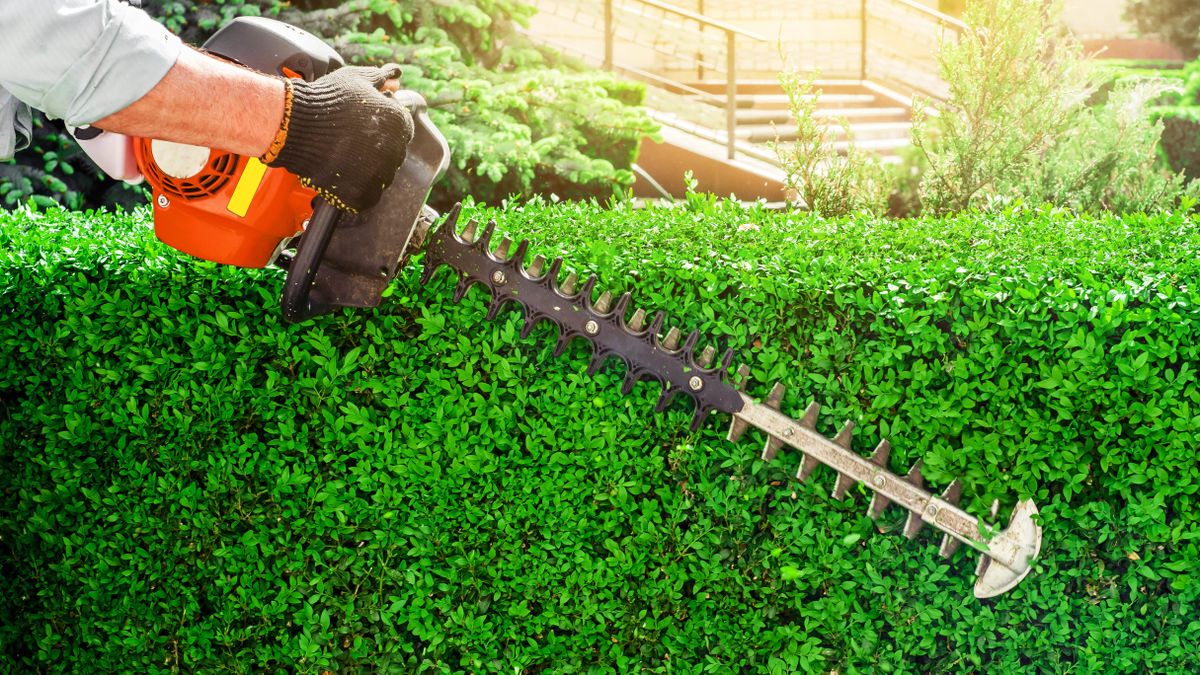 How Can A Hedge Trimming Expert Prevent Overgrowth And Damage?
