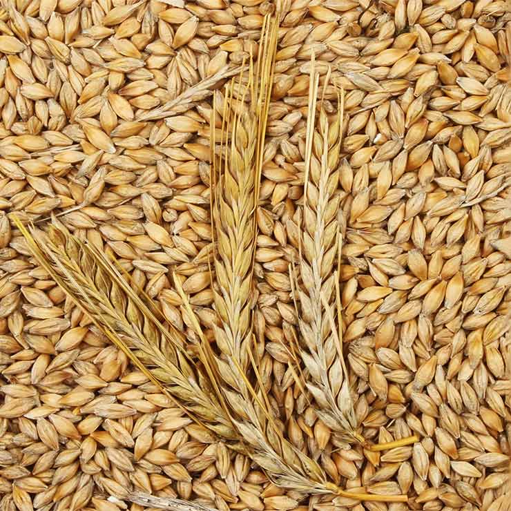 Malt Ingredients Market Size, Share, Analysis, Growth, Key Players, and Forecast 2024-2032