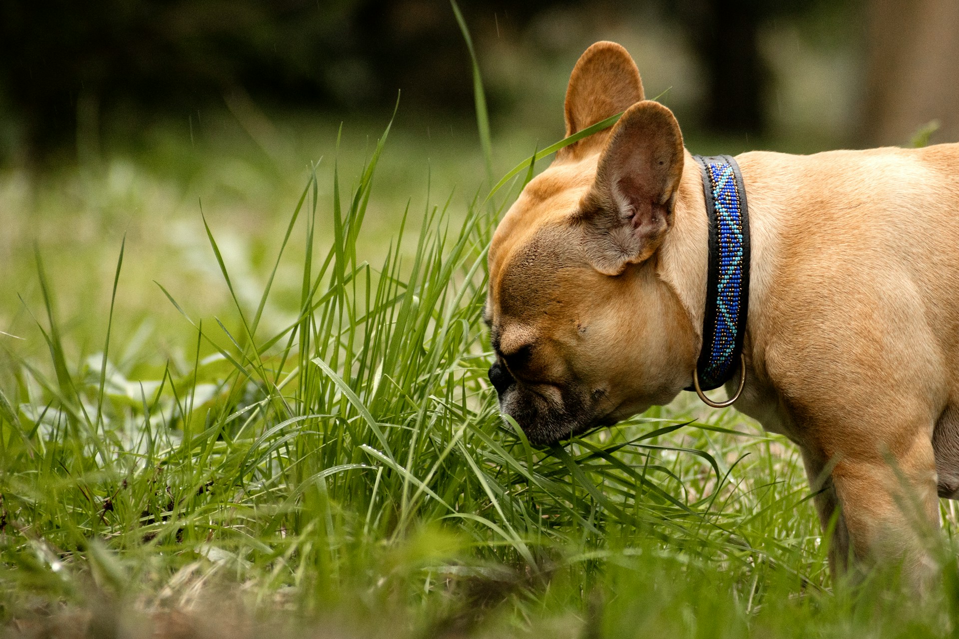 Five Toxic Plants To Avoid Around Your Pets