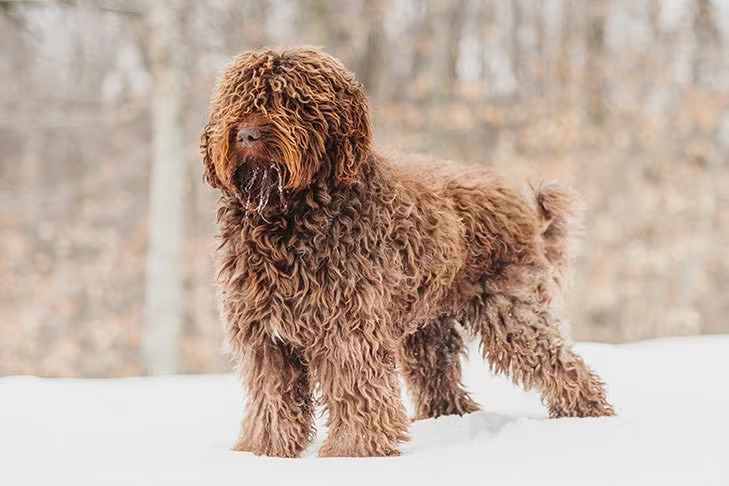 Barbet Grooming: Care for This Hypoallergenic Dog | thepetworld.org