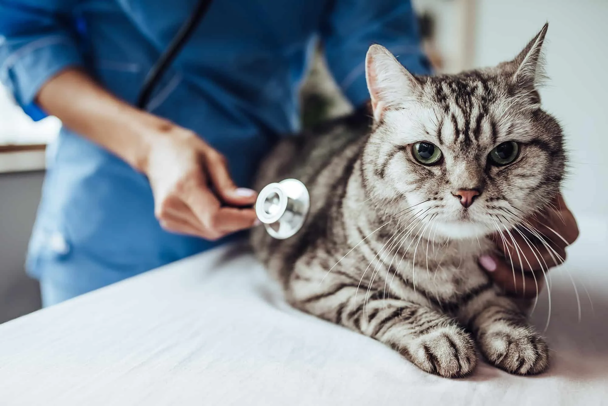 What are the Most Common Reasons Pets Visit Veterinary Clinics