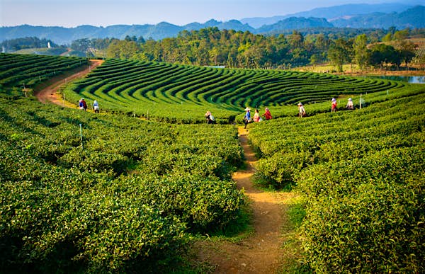 Assam Tour Package: Explore the Enchanting Beauty, Culture, and Wildlife of Northeast India
