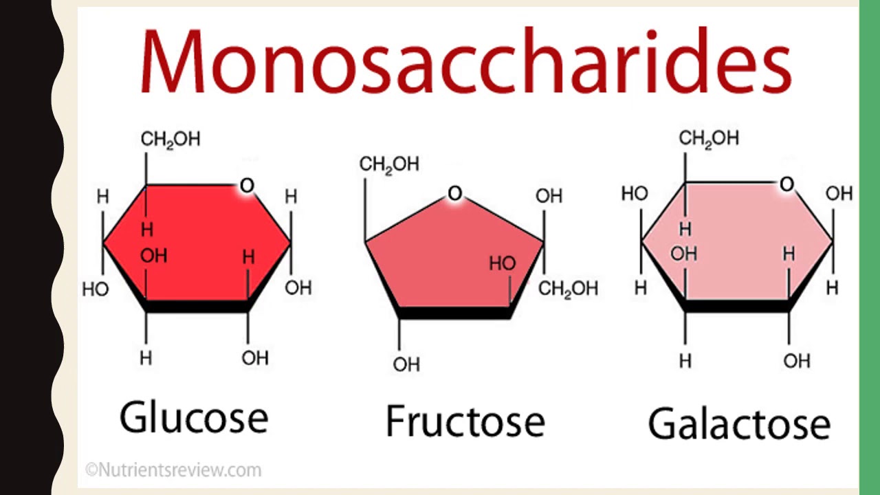 Is Galactose a Monosaccharide? An In-depth Analysis.