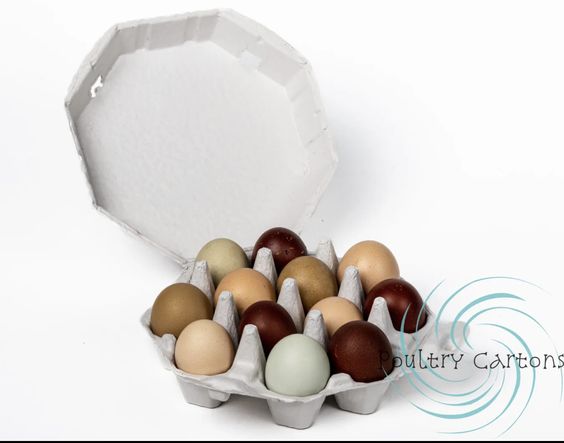 The Importance of Egg Cartons: A Focus on Black Egg Cartons by Poultry Cartons