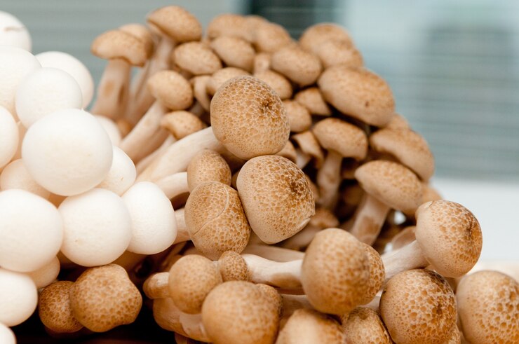 Ready-to-Use Agar Petri Dishes: Perfect for Mycology Enthusiasts