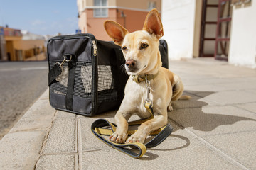 Why Should You Choose a Dog Daycare Center for Your Beloved Pet?