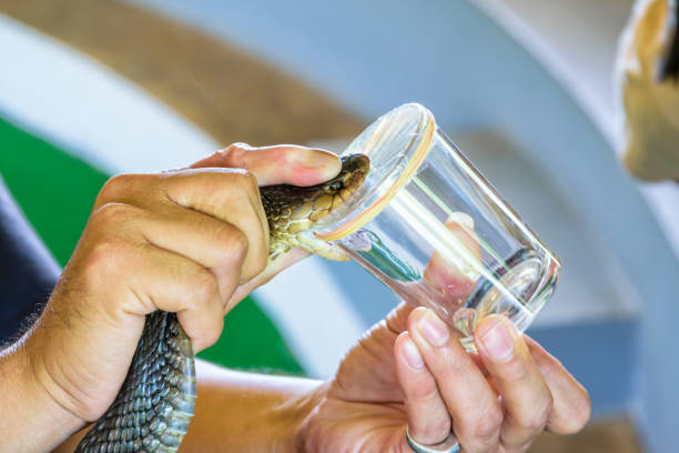 Snake Antivenom Market Size Opportunities Analysis To 2030