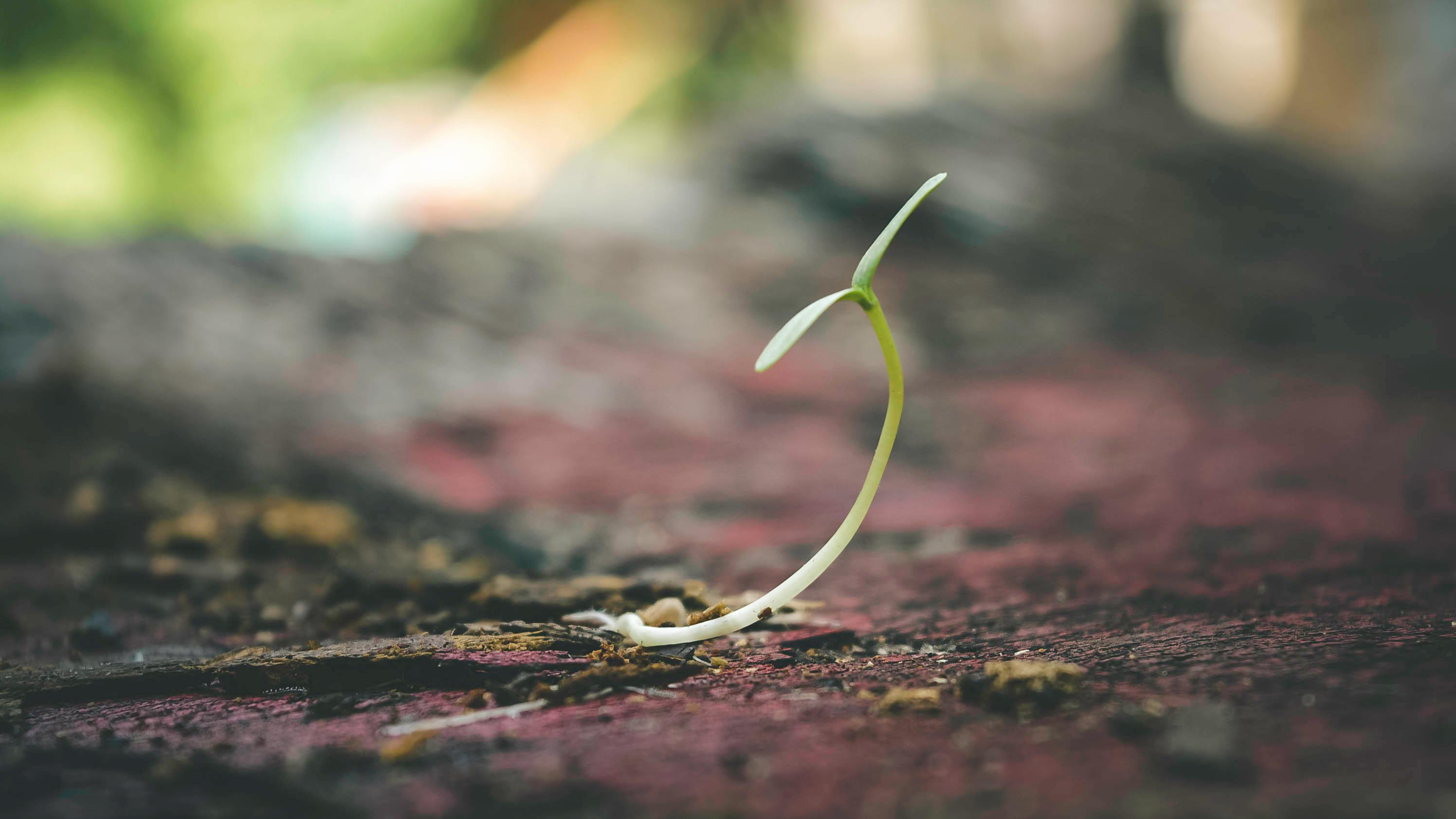 Seed Treatment Market: Growth, Trends, and Future Projections