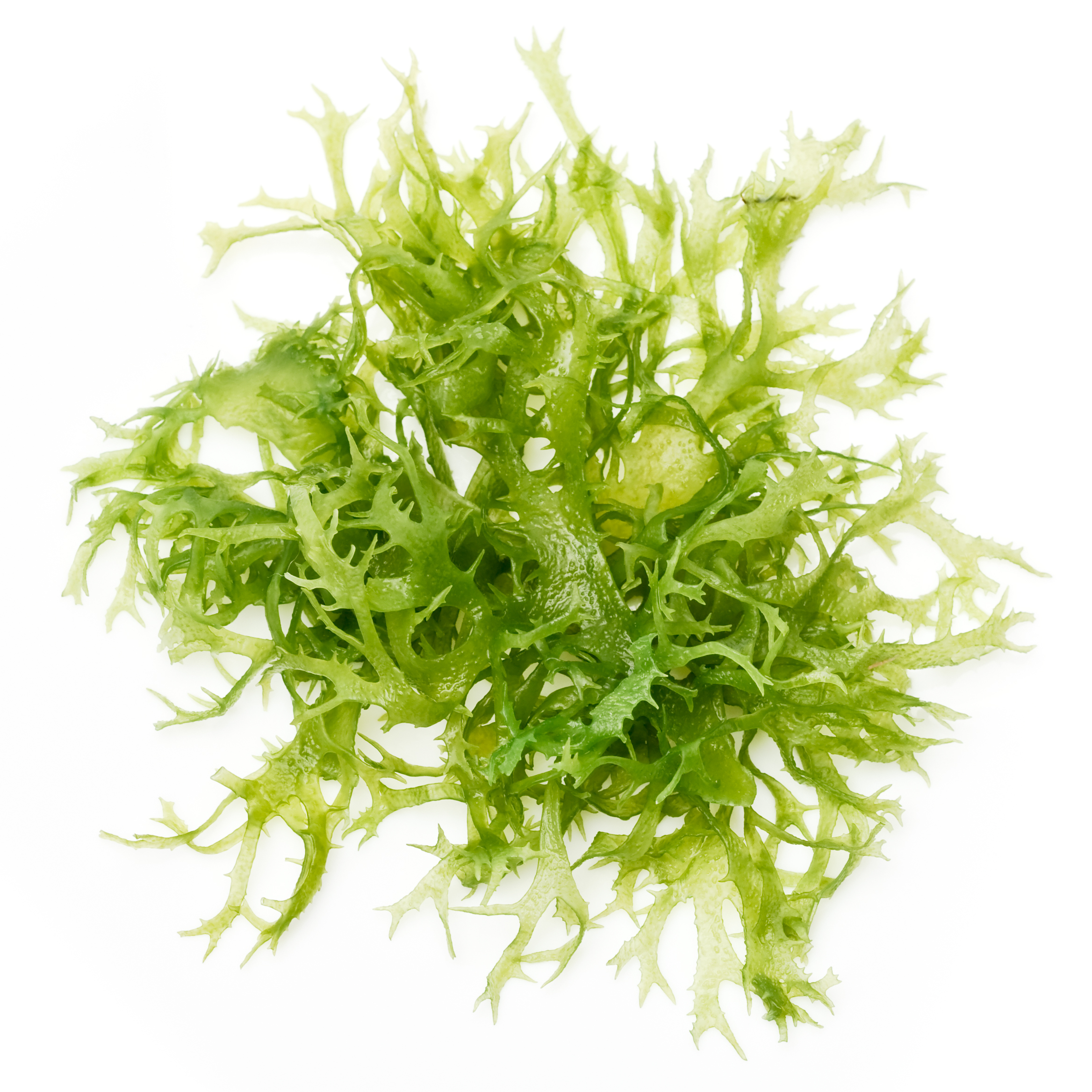 DHA From Algae Market Size, In-depth Analysis Report and Global Forecast to 2032