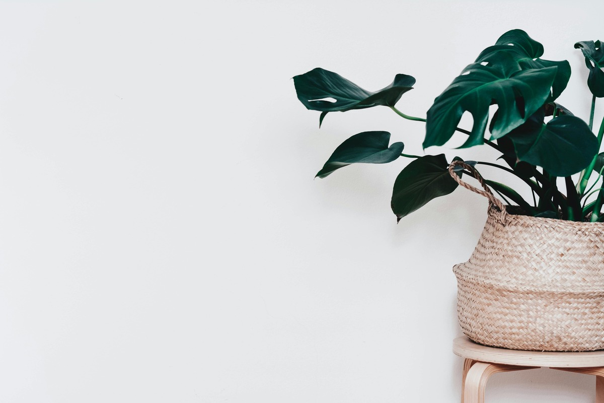 Cultivating Growth: The Booming Indoor Plant Market in 2024