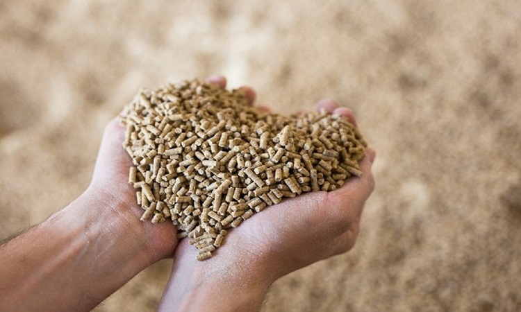Nutritional Ingredients in Animal Feed Market Outlook: Boosted by Meat Demand