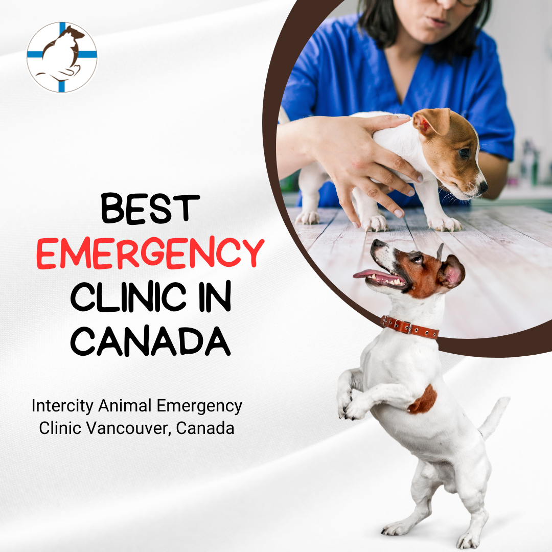 Vet Emergency Near Me: Recognizing the Signs of Pancreatitis in Dogs