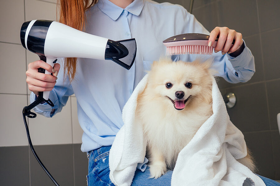 Pet Grooming Services Market with Top 10 Companies & Size 2029