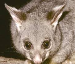 Effective Possum Removal and Possum Pest Control in Melbourne