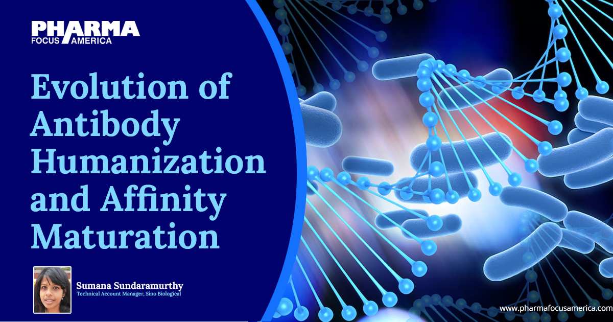 Evolution of Antibody Humanization and Affinity Maturation