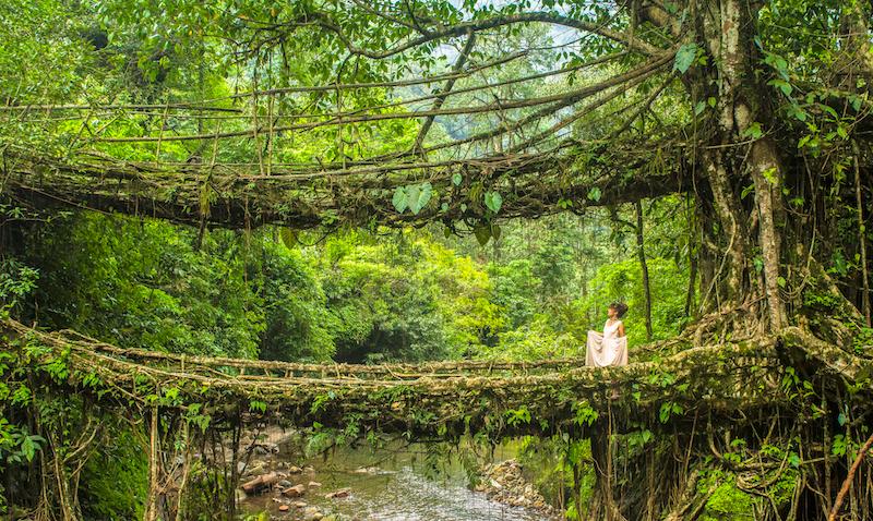 Double Decker Root Bridge Trek: An Ultimate Adventure in Meghalaya