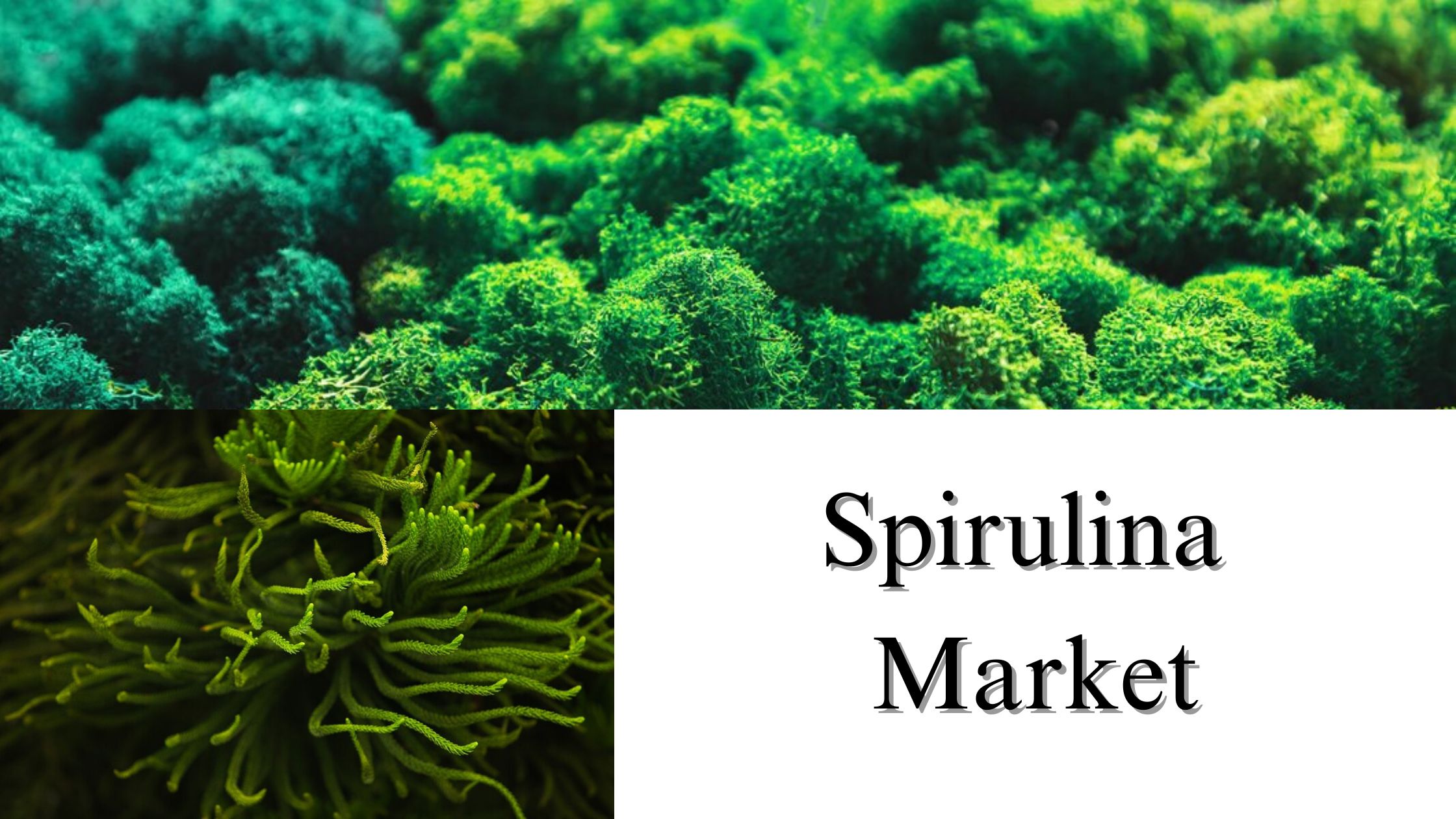 Spirulina Market Size, Share, and Growth Forecast to 2032