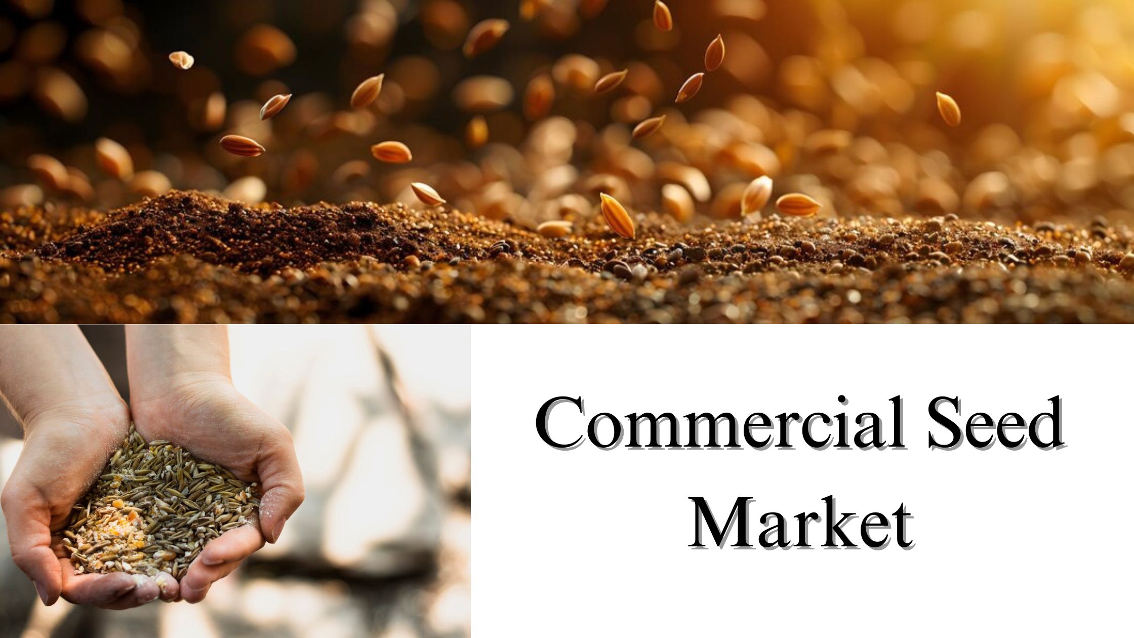Commercial Seed Market Size, Share, Growth Forecast Through 2032