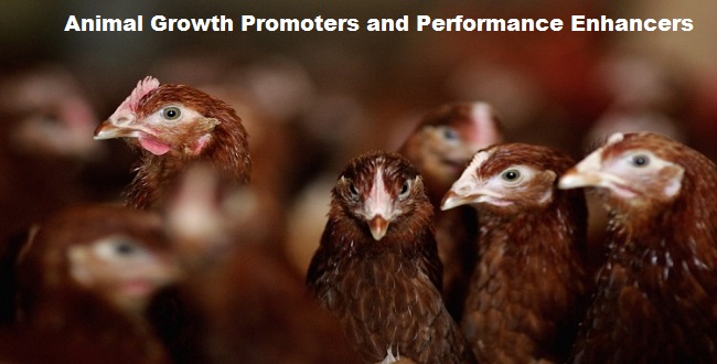 Animal Growth Promoters Market Expected to Grow Between 2024 and 2028
