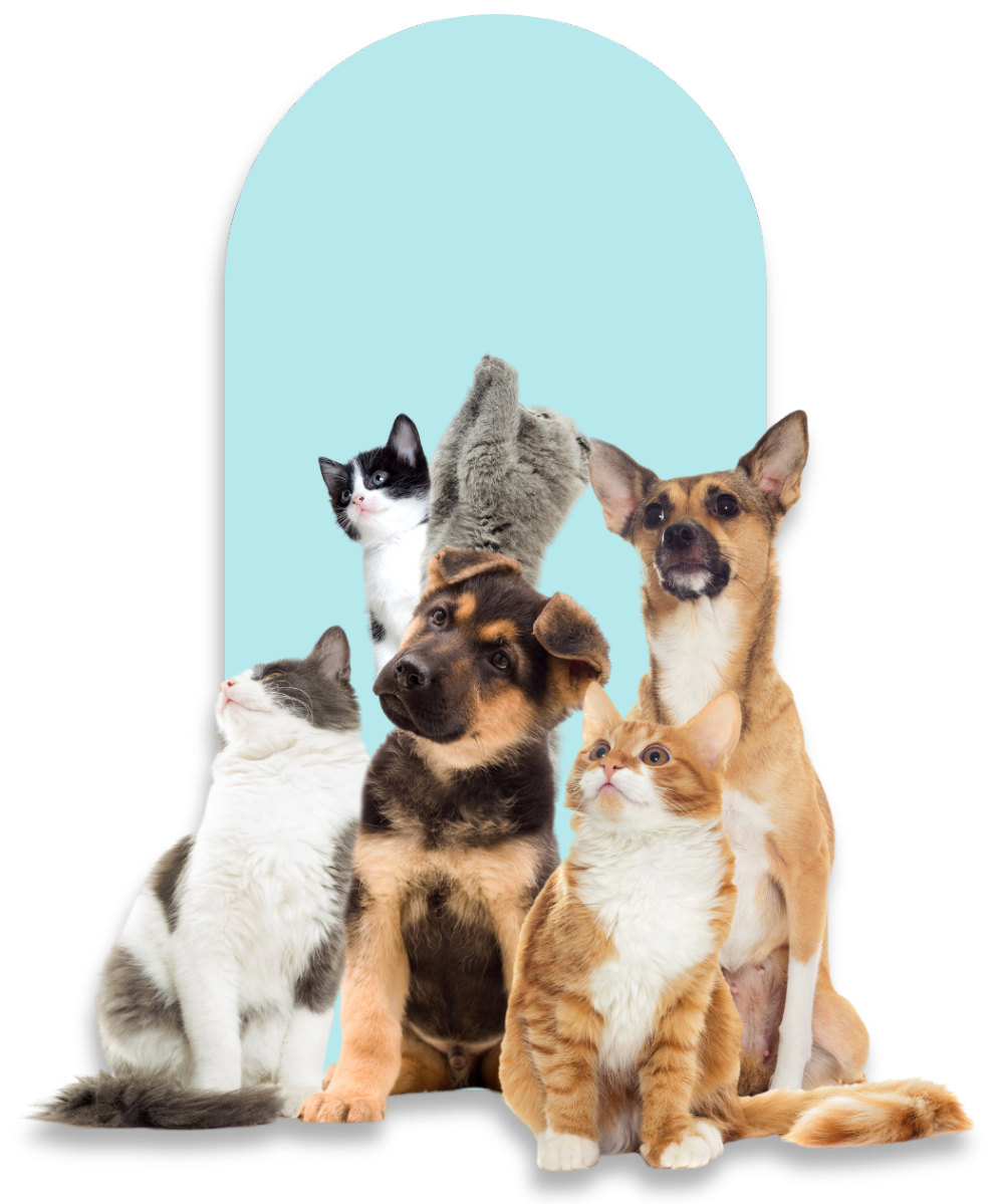 Top 5 Common Symptoms of Dog Allergies