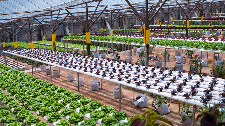 United States Agritecture Market: Expansion Opportunities Due to Arable Land Limits