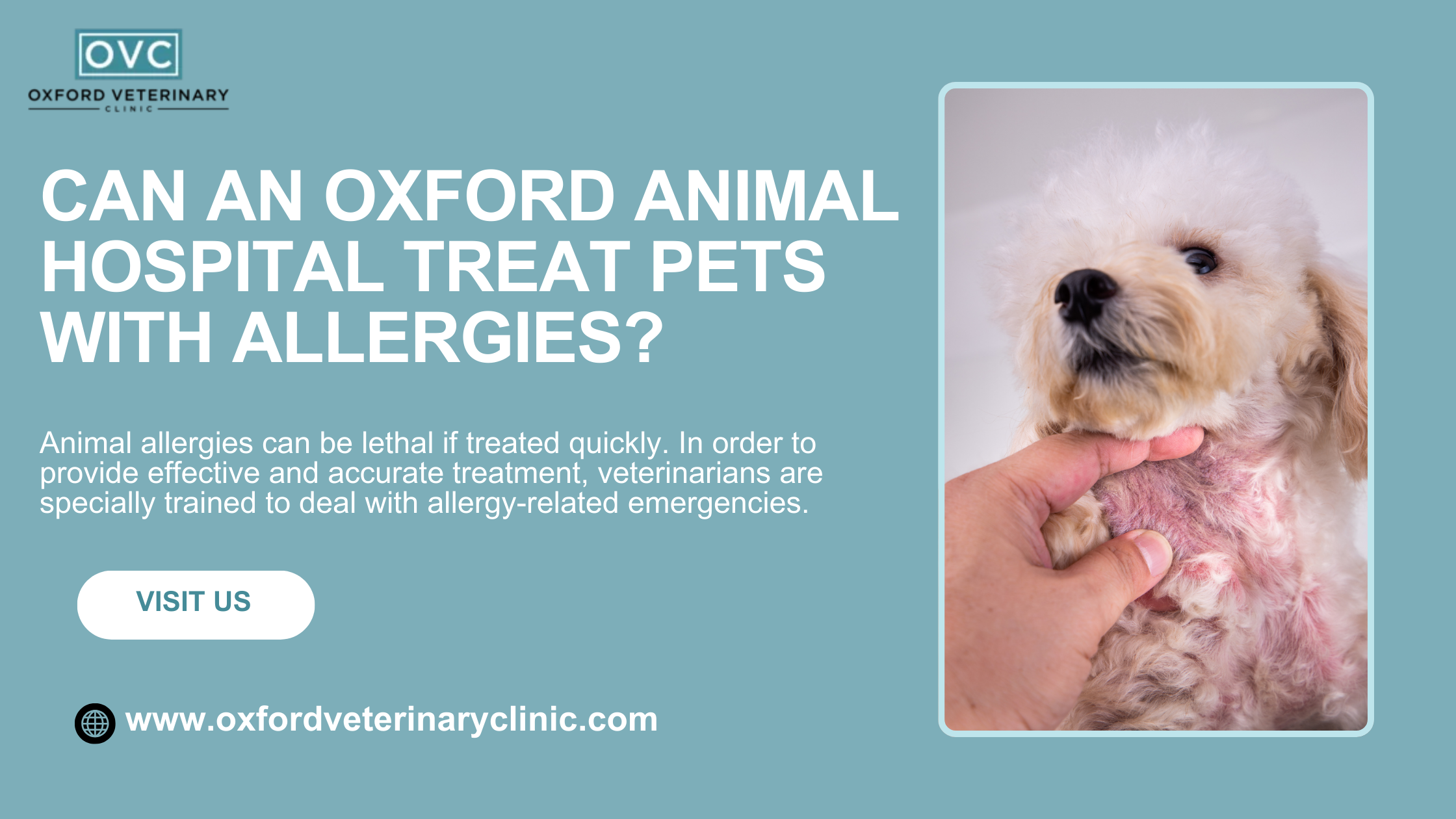Can an Oxford Animal Hospital Treat Pets with Allergies?