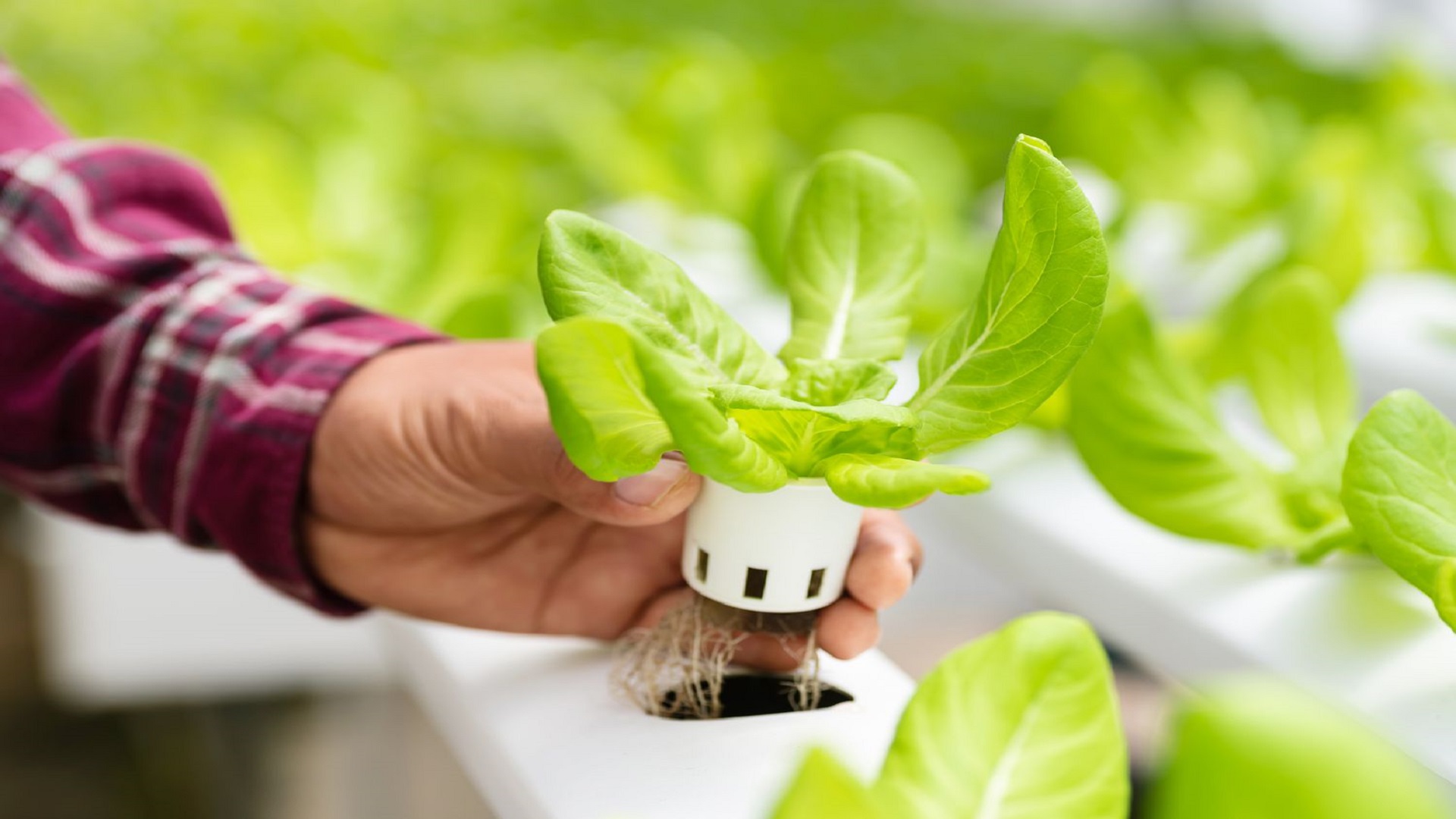 United States Hydroponics Market driven by increasing demand for exotic crops