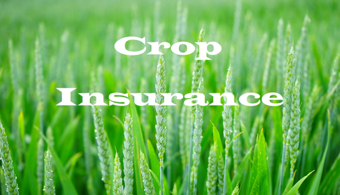 The Future of Crop Insurance: Trends to Watch
