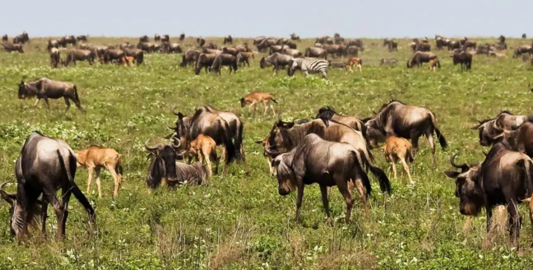 8-Day Calving Season Safari: Witness the Wonders of Life in Tanzania